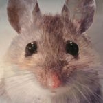 <span>Close Mouse II</span><br/>2017, oil on canvas, 84 x 60 in.