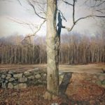 <span>Trees on a Line #150, Summer</span><br/>2013, oil on canvas, 84 x 60 in.