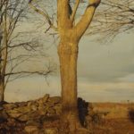 <span>Trees on a Line #33, Winter</span><br/>2006, oil on panel, 32 x 24 in.