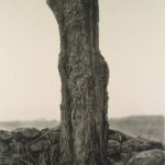 <span>Trees on a Line #15, Winter</span><br/>2005, charcoal on paper, 32 x 24 in.